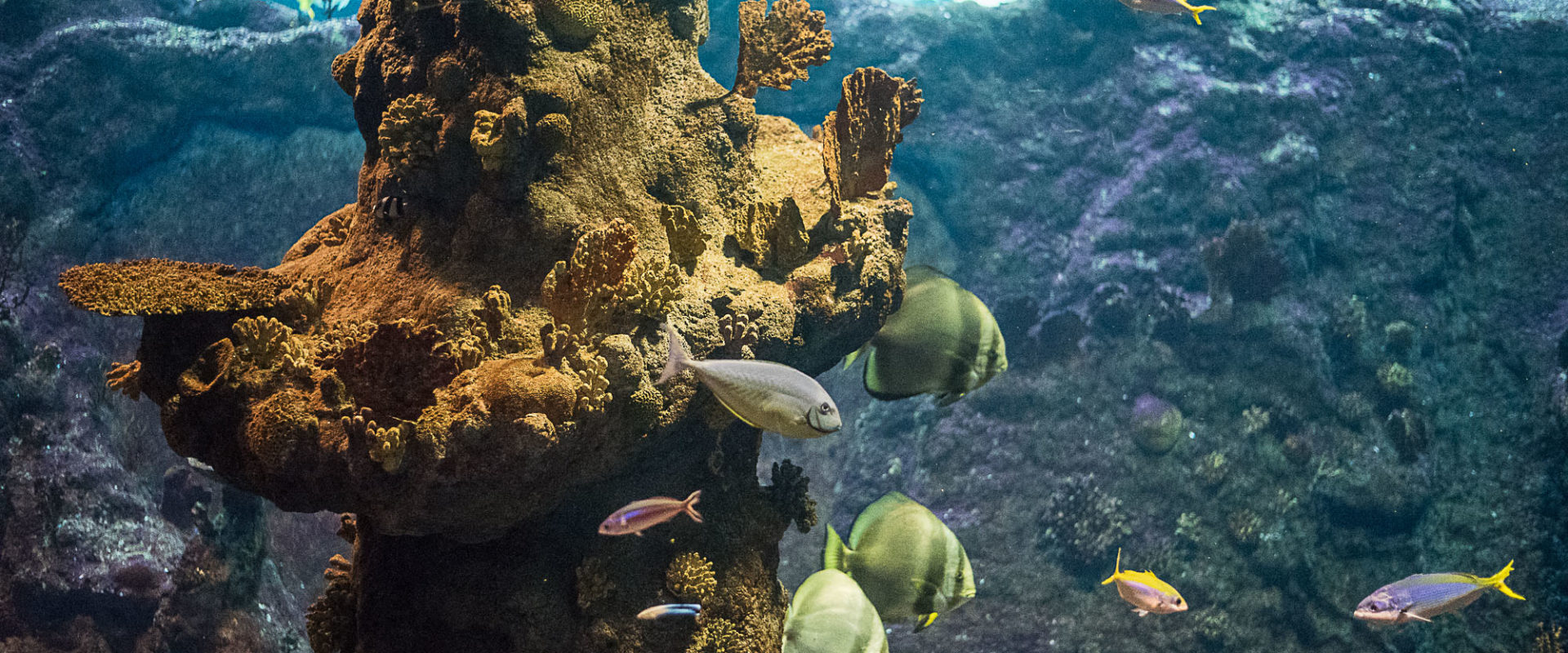 Afrykarium ZOO Wrocław