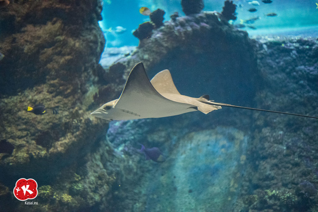 Afrykarium ZOO Wrocław