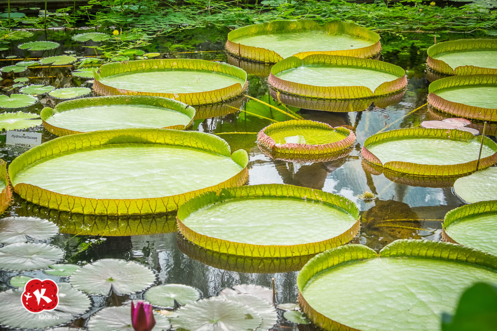 Ogród Botaniczny
