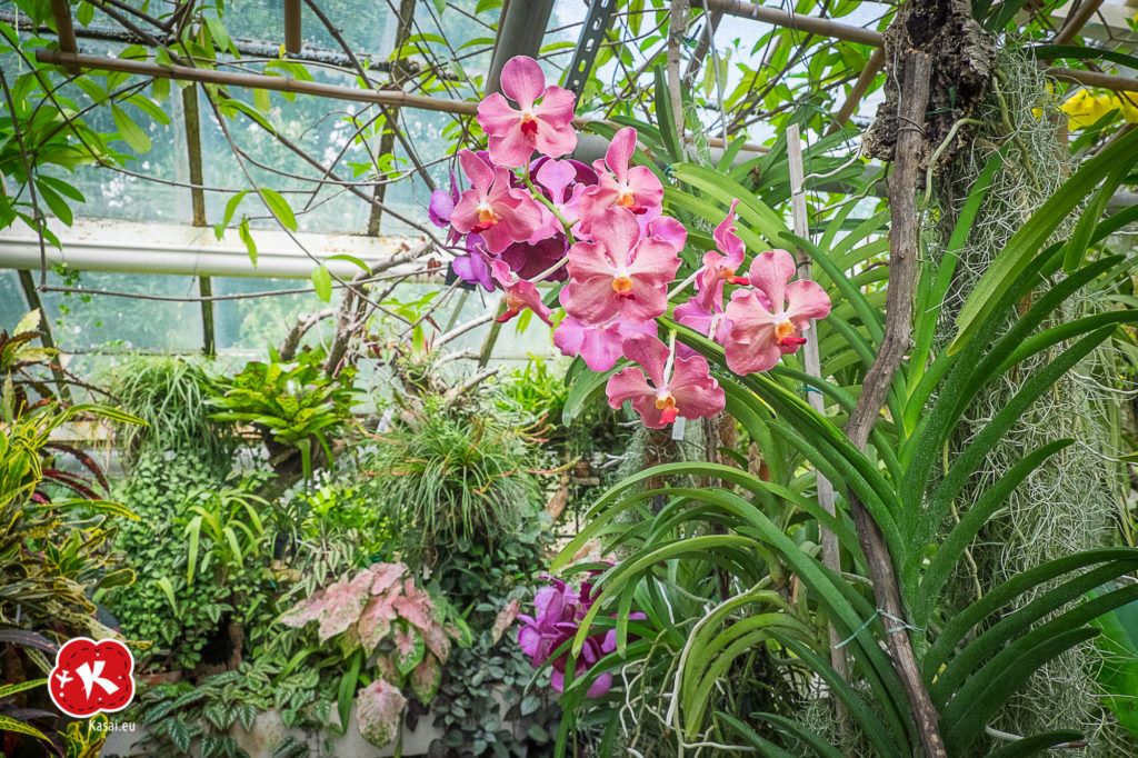 Ogród Botaniczny